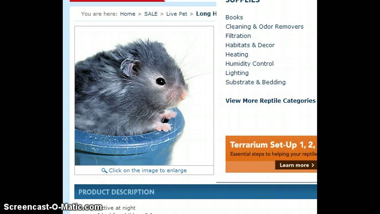 friendliest type of hamster
