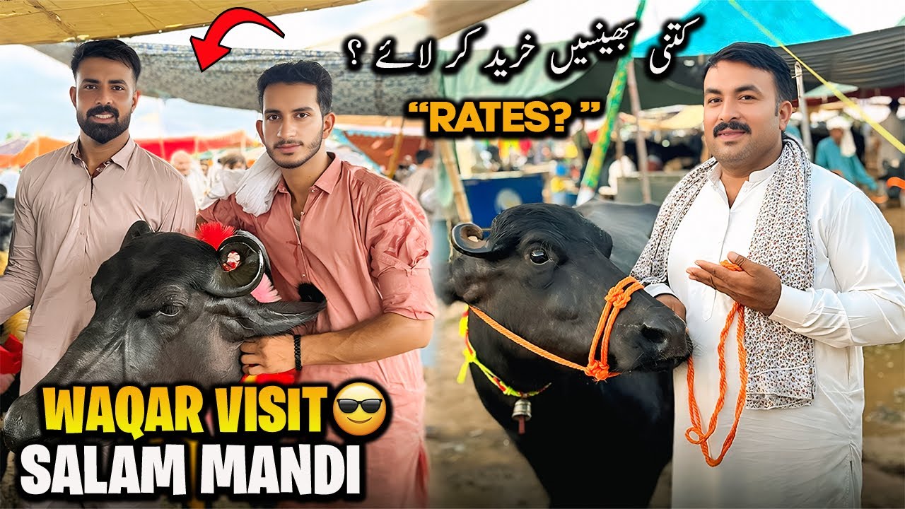 Waqar Bhinder Visit Salam buffalo Mandi 🐃 | منڈی کے حالات صحیح ہیں کہ نہیں ؟