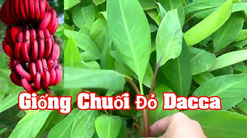Giống Chuối Đỏ Dacca Lô Cây Giống Mới Nhất Năm 2023 Loại Chuối Đắt Nhất Thế Giới