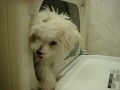 Piper my Maltese puppy feeling the heat ~ In the dryer