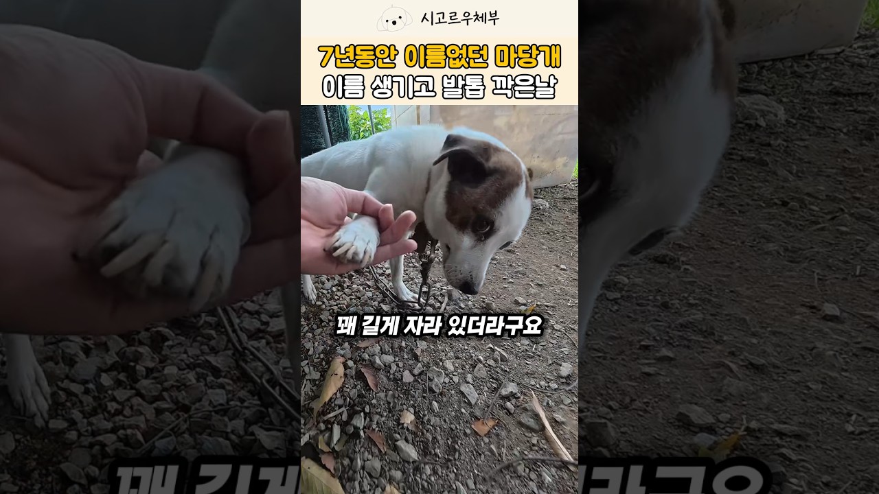 7년 동안 이름 없이 살던 시골개 😭 드디어 '바둑이'가 된 감동의 날! #강아지 #shorts