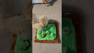 マルプー　新しいオモチャに挑戦！宝探し。知育玩具#マルプー#知育玩具#犬のおもちゃ#犬の知育玩具#まるぷー#ミックス犬#犬#いぬのきもち#犬のいる暮らし