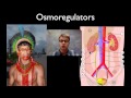 Osmoregulation