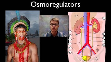 Osmoregulation