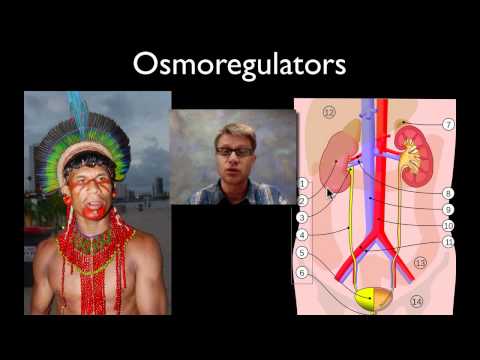 Video: Osmoregulation Là Gì?