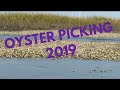 Oyster Picking South Carolina, USA