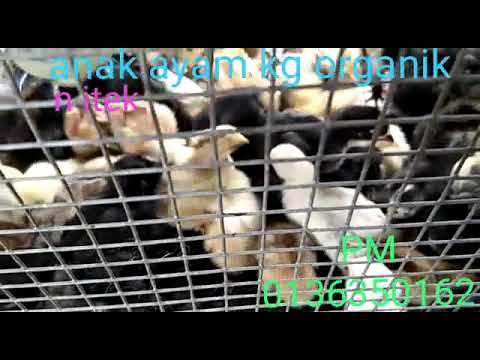 Anak ayam organik dan ayam kampung - YouTube