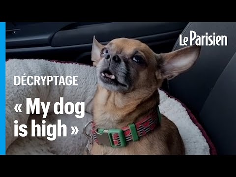 Vidéo: Que faire dans un parc à chiens