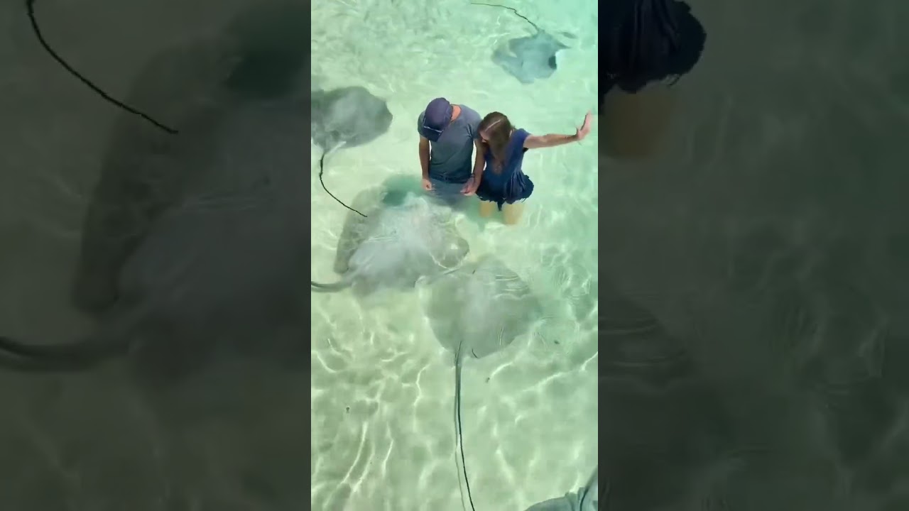 STINGRAYS EVERYWHERE - MALDIVES