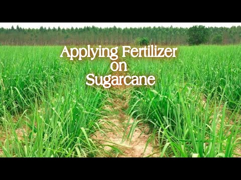Video: Požadavky na živiny cukrové třtiny: Přečtěte si o hnojení rostlin cukrové třtiny