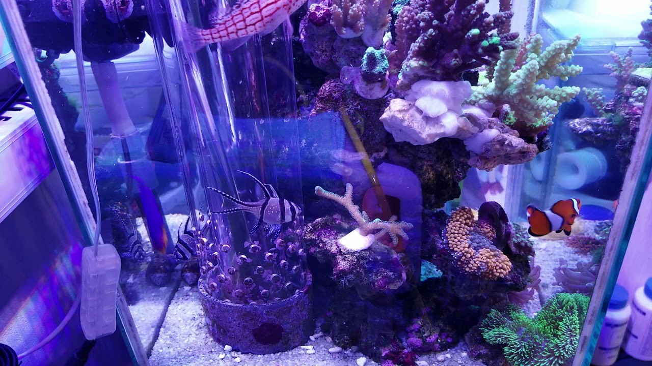 プテラポゴンカウデルニィの餌付け 乾燥エサ Youtube プテラポゴンカウデルニィの餌付け 乾燥エサ Youtube