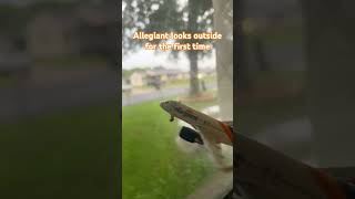 Rainy outside 🌧️ #aviation #geminijets #modelplane #ytshorts