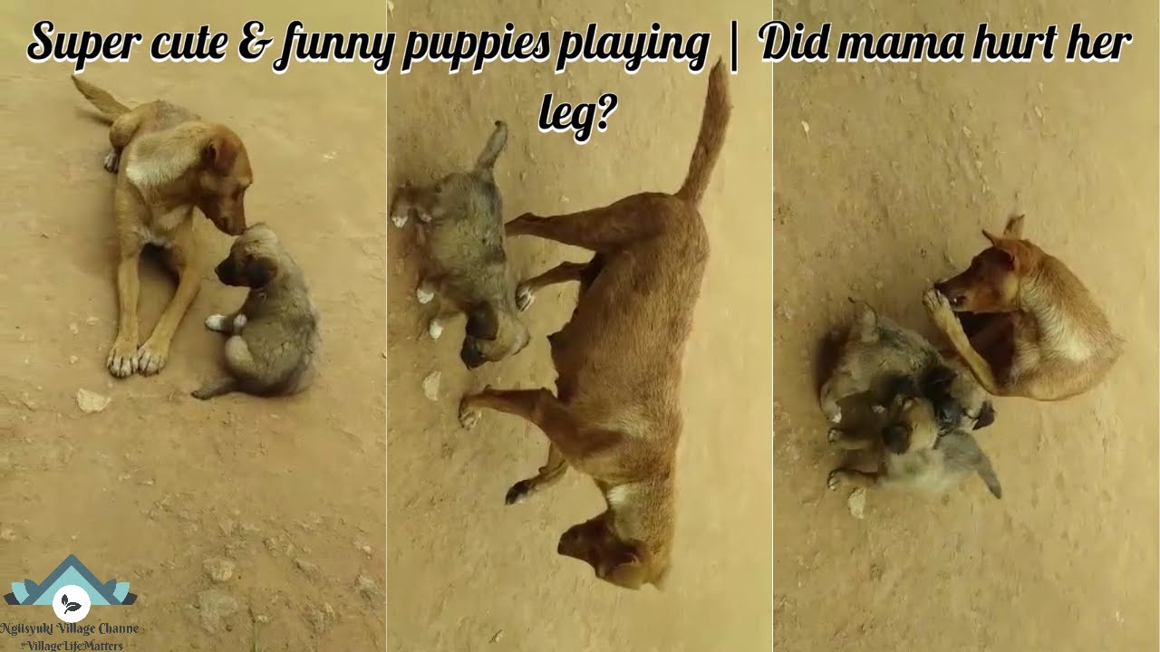 Cute and funny puppies playing in the village🥰 Mama dog hurt her leg