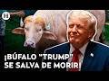¡Parecerse a Trump le salvó la vida! Búfalo albino no será sacrificado tras volverse viral