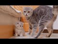 When it's time to nurse, the mother cat calls out to her kittens to gather them together.
