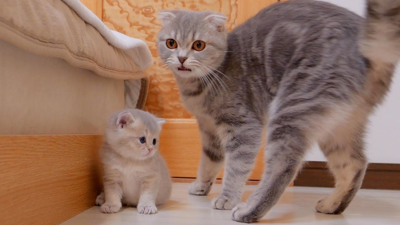 Когда приходит время кормить грудью, мама-кошка зовет котят собрать их вместе.