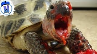9 Cute Animals That Are Secretly Monsters 9 Cute Animals That Are Secretly Monsters