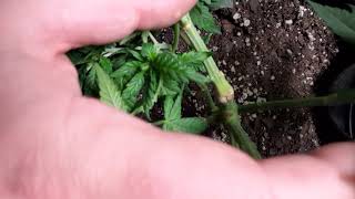 late veg part 2