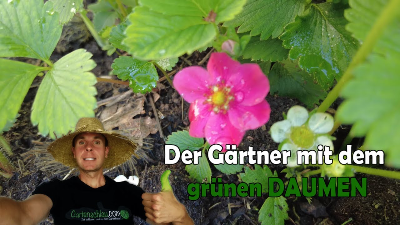 Erdbeeren für Anfänger: Mit wenig Arbeit mehr ernten