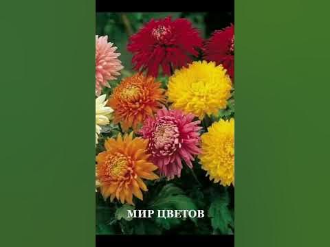 Цветы.🌺🌺🌺 - YouTube