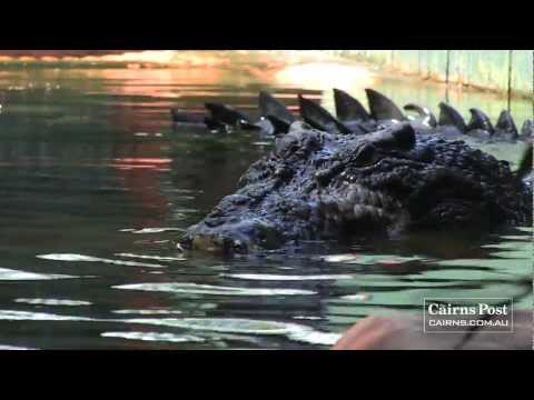 Cassius: World's Largest Crocodile in Captivity, Green Island, Australia