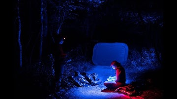 Research illuminates the language of fireflies