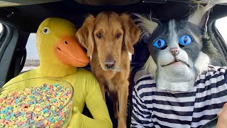 Rubber Ducky Surprises Cat &amp; Puppy with Car Ride Chase!