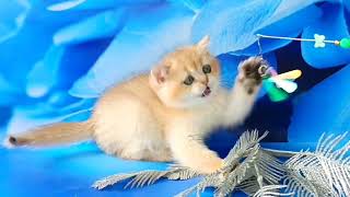 Eclair is a British Kitten in a Golden Fur Coat by Lapa.shop: Pedigree Pets for You 10 views 1 day ago 20 seconds