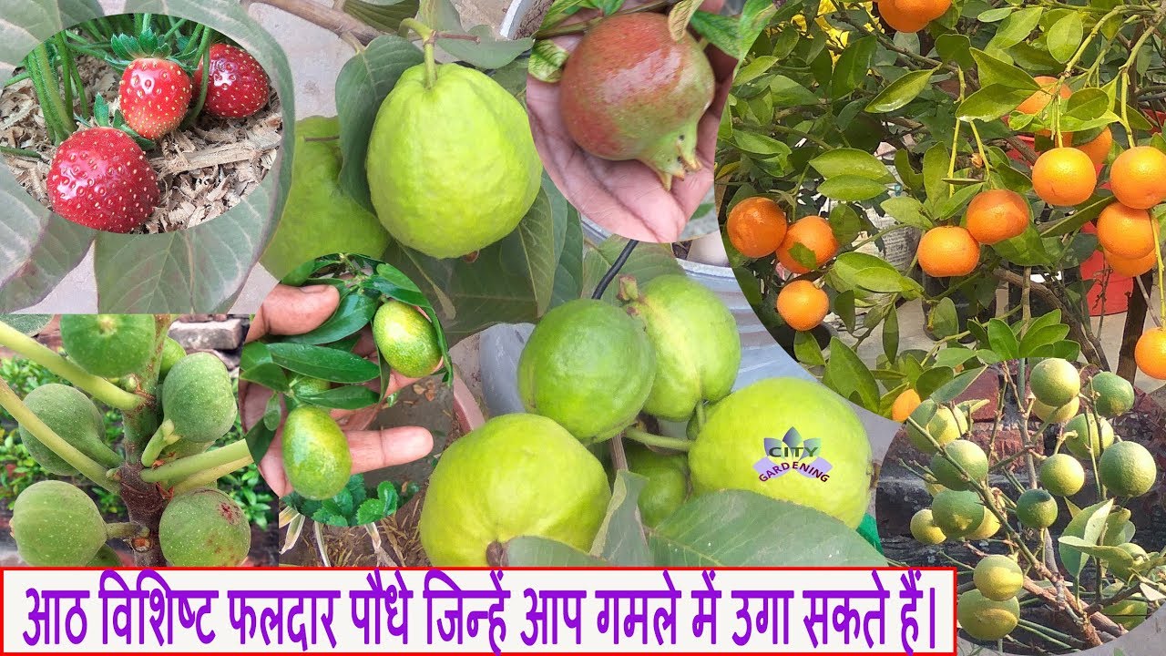 Eight notable Fruit Plants that you can grow in pots/आठ विशिष्ट फलदार