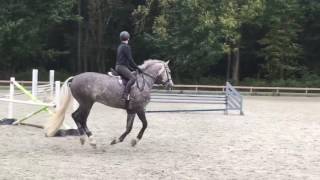 Grey Equitation Horse