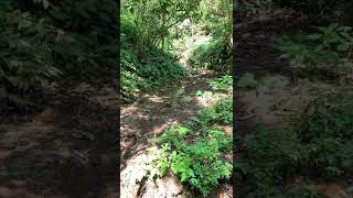 Mata Air yang mengalir di dalam hutan,#mataair#hutan#alam#shorts#shortsvideo#waterspring #water