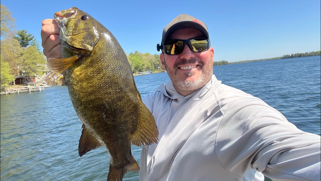 Bedded Smallmouth #bass #fishing