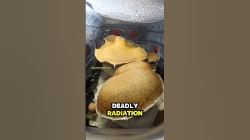 These Mushrooms Could Help Us Colonize Mars! #fungifacts #scienceshorts