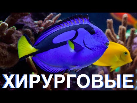 Морской Рифовый Аквариум - Хирурговые