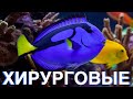 Морской Рифовый Аквариум - Хирурговые