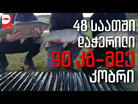 48 საათში დაჭერილი 90 კგ-მდე კობრი!