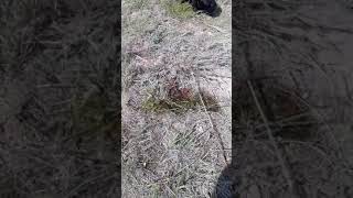 Эдилбай.Роды.Матка вместе с ягненком Эдилбай.Роды.Матка вместе с ягненком