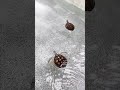 Военный питомник для черепах #тайланд #черепашки #милота #turtles