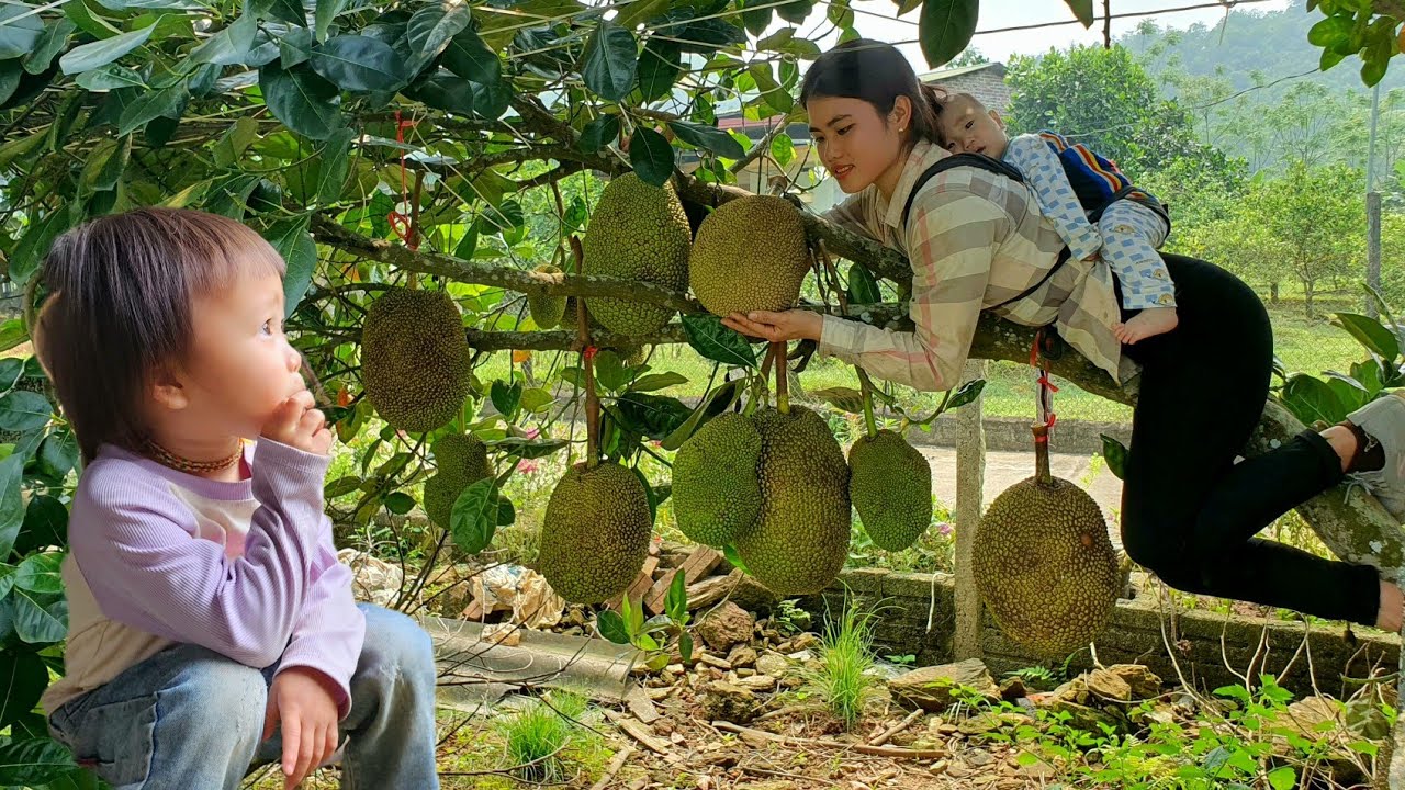 Single girl: Harvest Jackfruit Go market to sell | Cook steamed Jackfruit for your children to eat