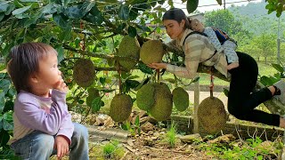 Single girl: Harvest Jackfruit Go market to sell | Cook steamed Jackfruit for your children to eat