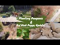 Planting Pawpaws &amp; 3rd Week Puppy Update!