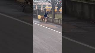 Tiger Walks Near School