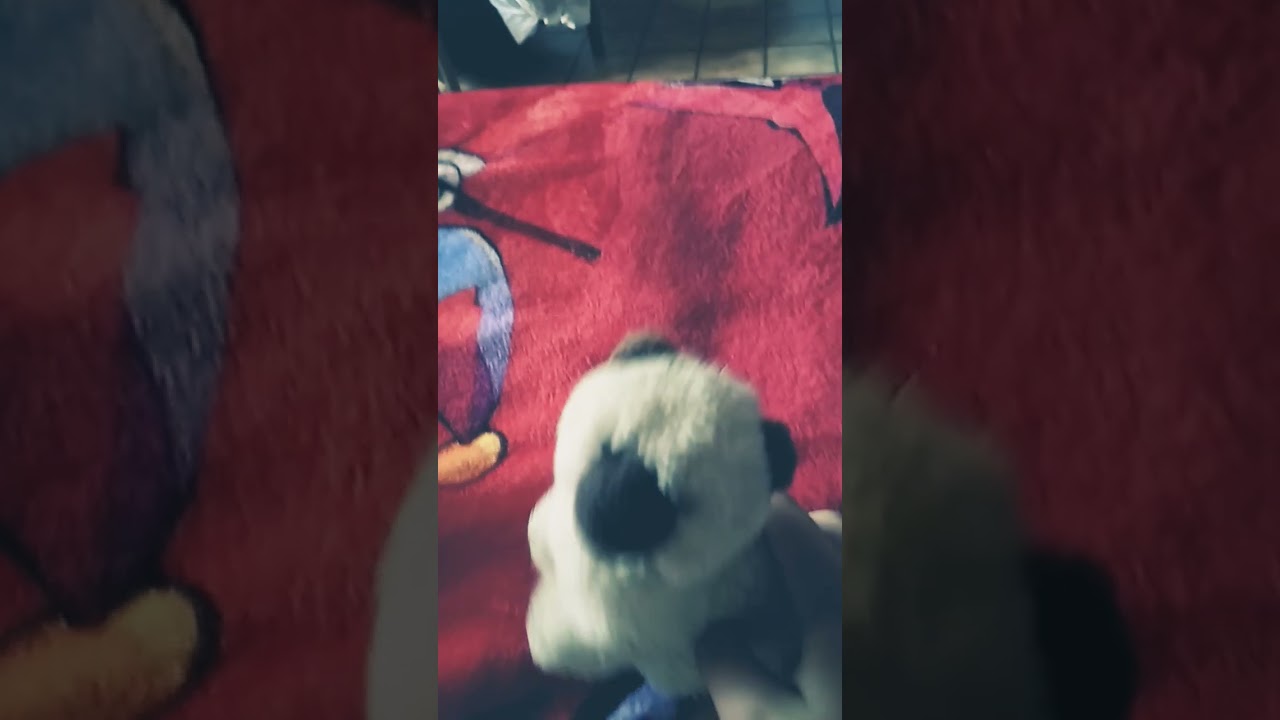 ceci est un chow chow