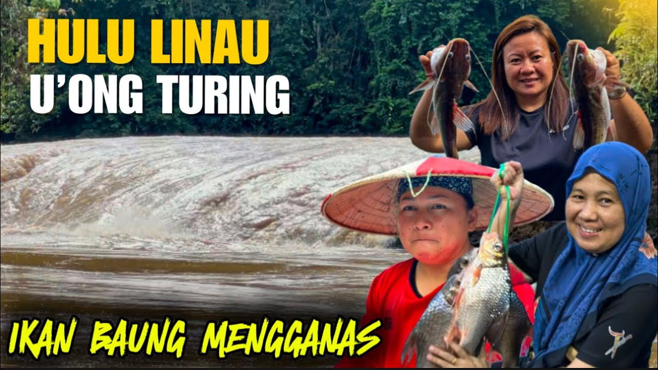 Lumayan hasil memancing baung di Hulu Linau. Walaupun musim hujan tetap teruskan aktiviti