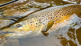 Should you fish a dry, nymph, or streamer fly??