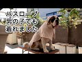犬用バスローブ　セントバーナードの男の子に着せれるのか？試してみました