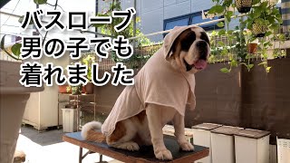 犬用バスローブ　セントバーナードの男の子に着せれるのか？試してみました