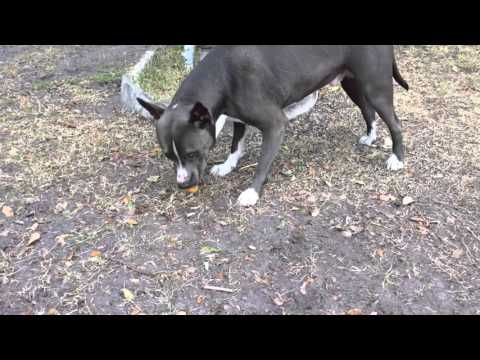 Quick Answer Are Kumquats Good For Dogs Bikehike Quick Answer Are Kumquats Good For Dogs Bikehike