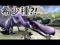 【モンスターハンター】 クルペッコ稀少種 【黒彩鳥】 討伐！