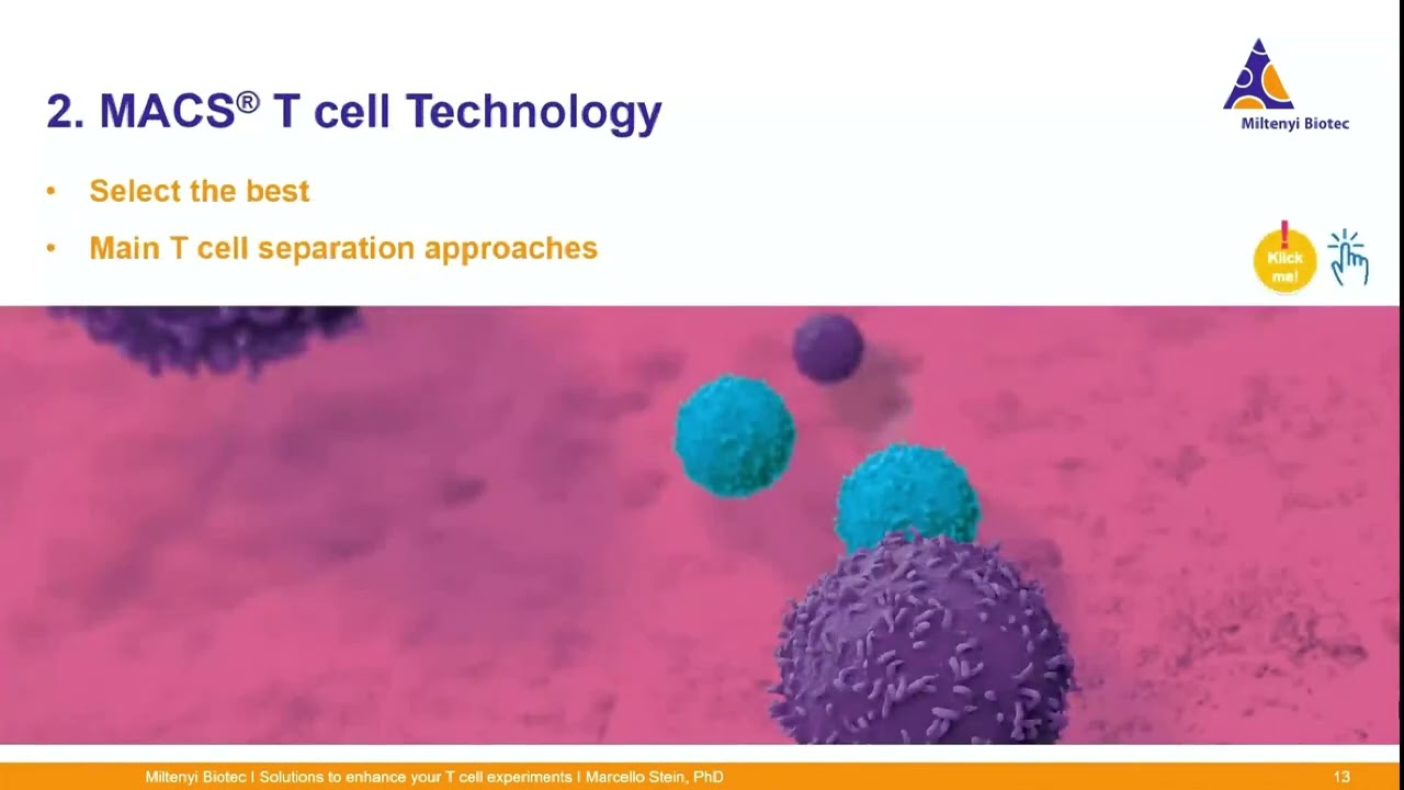 T cell separation: Fine-tuning your T cell research workflow step by step